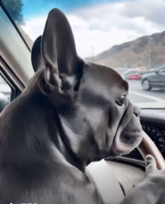 Frenchie got new job as Uber Driver !!!
